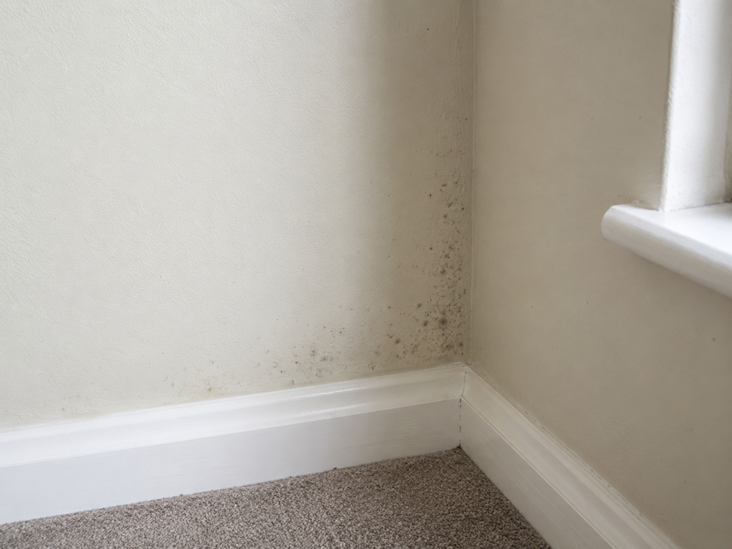 Mould returning after surface cleaning